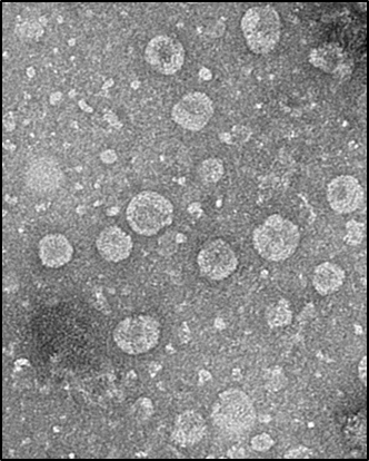 녹차 유산균 엑소솜(출처=아모레퍼시픽)