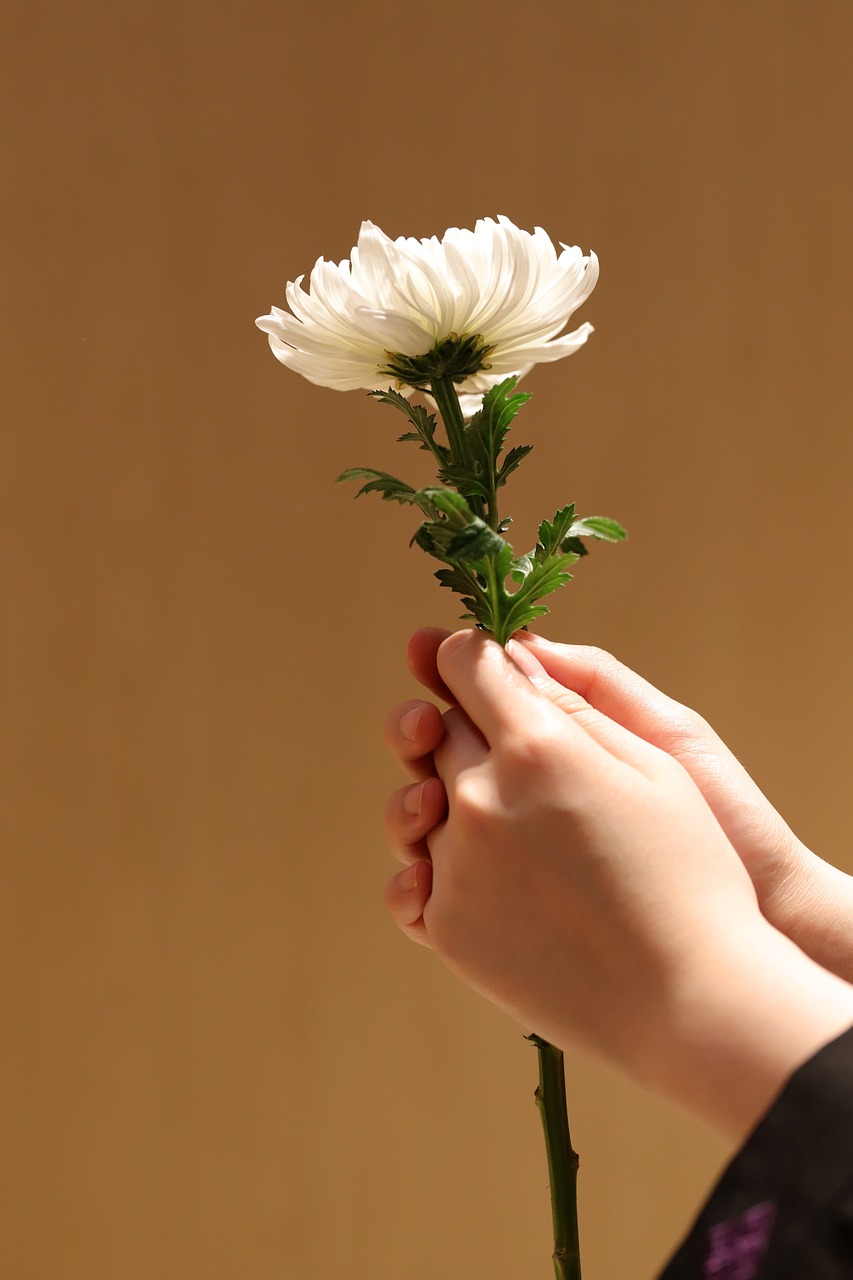 국화, 장례, 상조 (출처=PIXABAY)