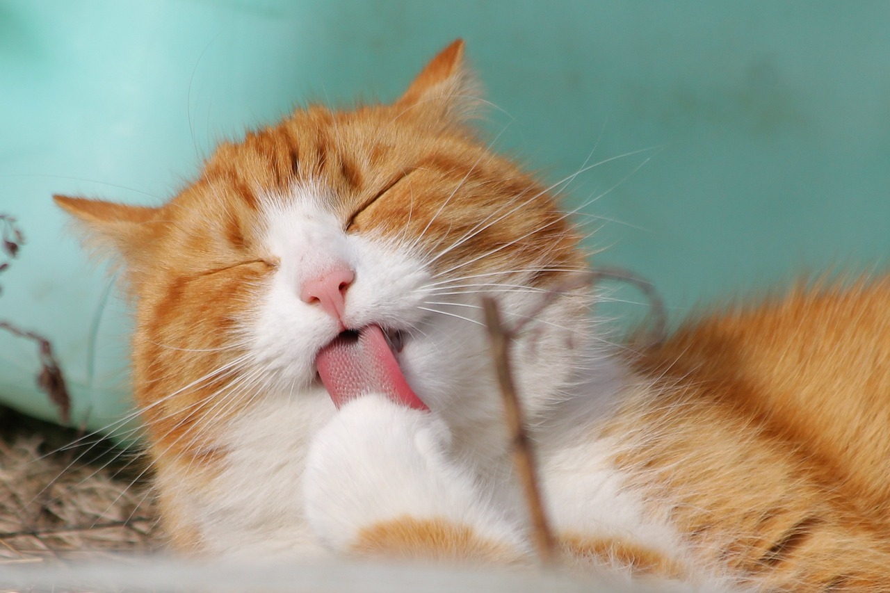 반려묘, 고양이 (출처=PIXABAY)