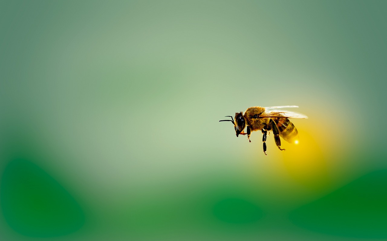 벌, 곤충, 꿀벌, 벌침(출처=PIXABAY)