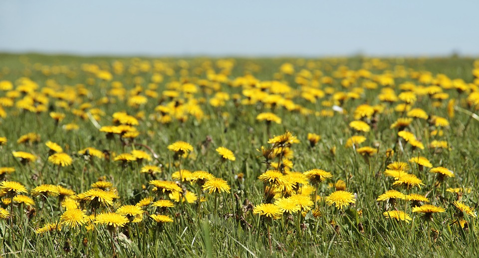 민들레(출처=PIXABAY)