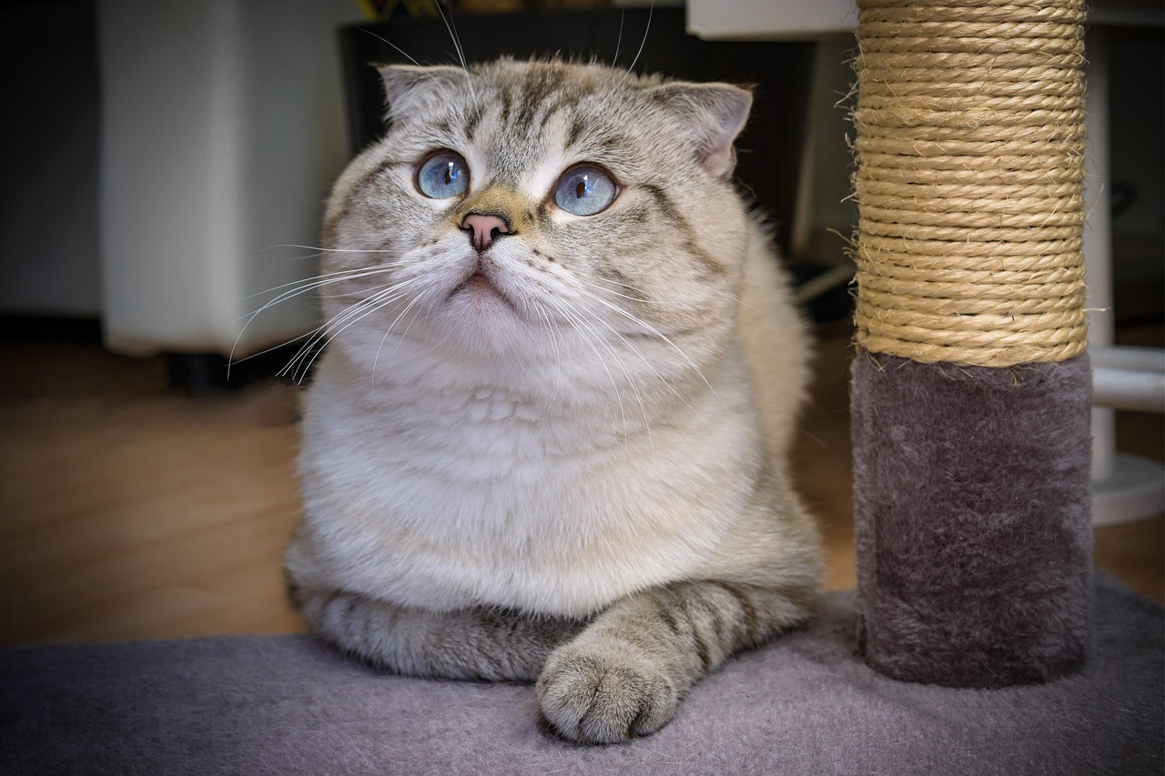 고양이. 스코티쉬폴드, Scottish fold (출처=PIXABAY)