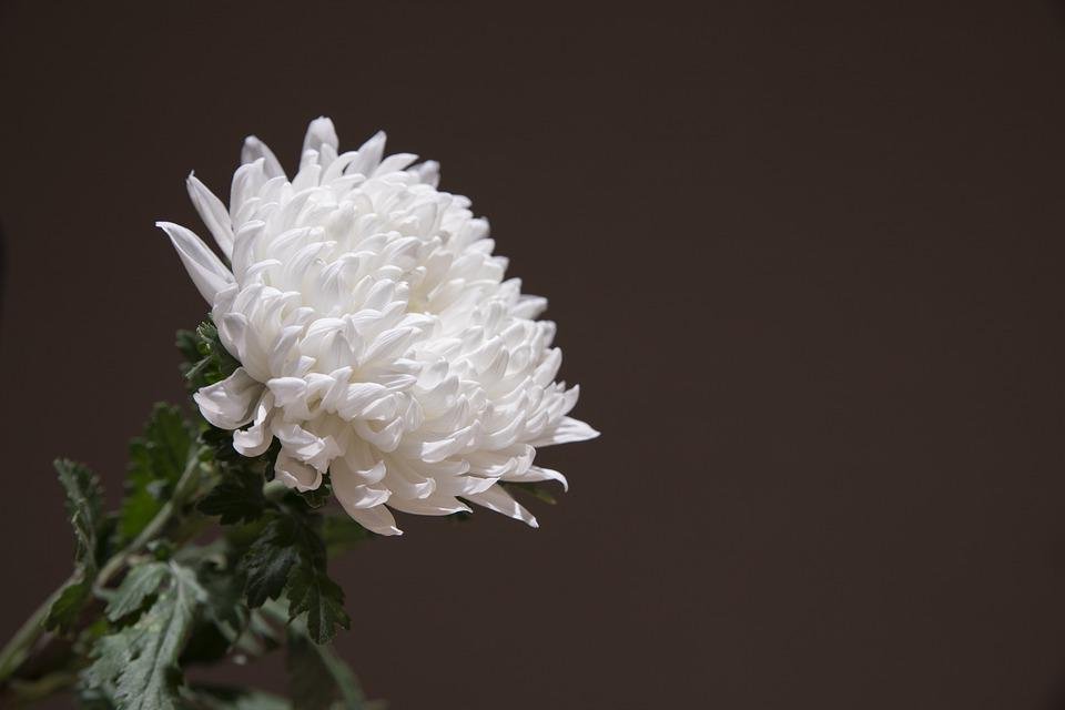 국화, 상조, 장례(출처=PIXABAY)