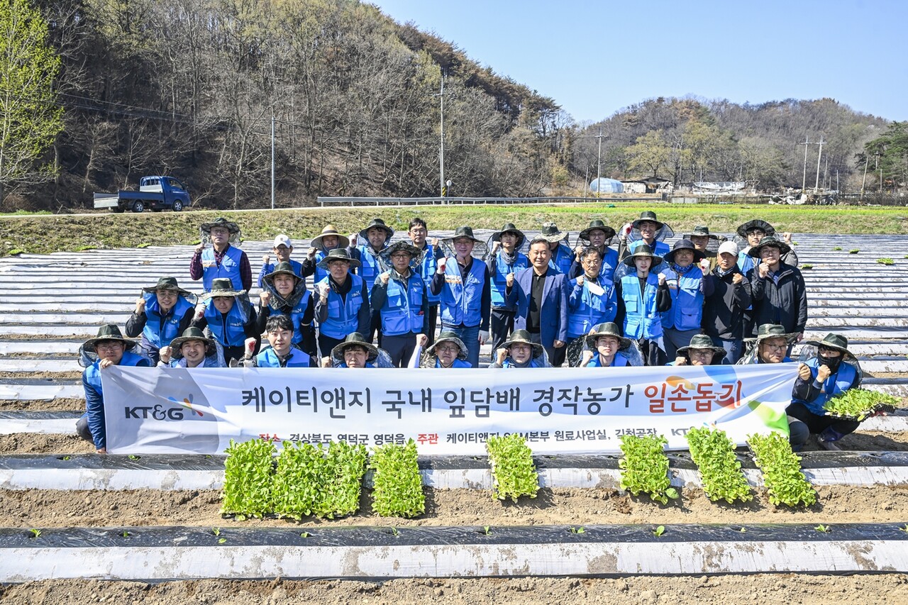 KT&G가 경북지역 산불피해를 잎은 잎담배 농가를 돕기 위해 잎담배 모종이식 봉사활동을 실시했다. 사진은 지난 11일 KT&G 임직원 봉사단이 단체사진을 찍고 있는 모습이다. (출처=KT&G)