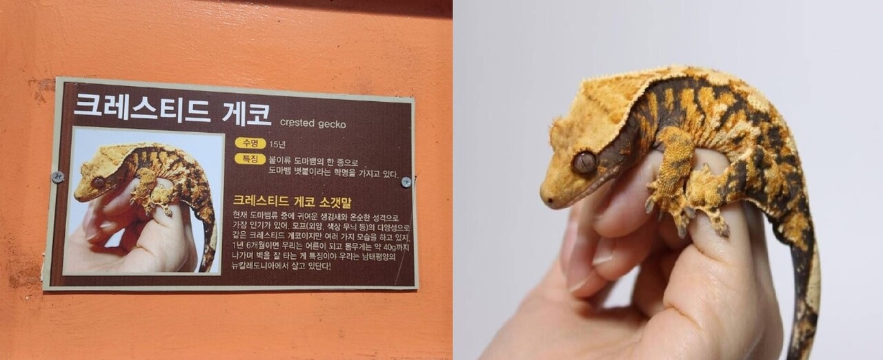 (왼쪽)대구이월드 게시 사진, (오른쪽) 3년 전 A씨가 자신의 SNS에 올린 사진 (출처=온라인 커뮤니티)