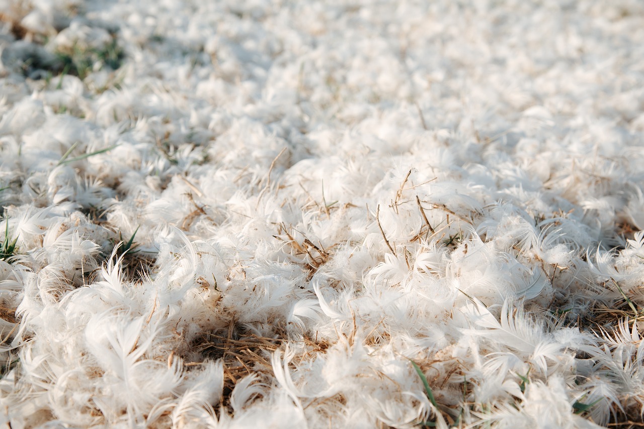 오리털 (출처=PIXABAY)