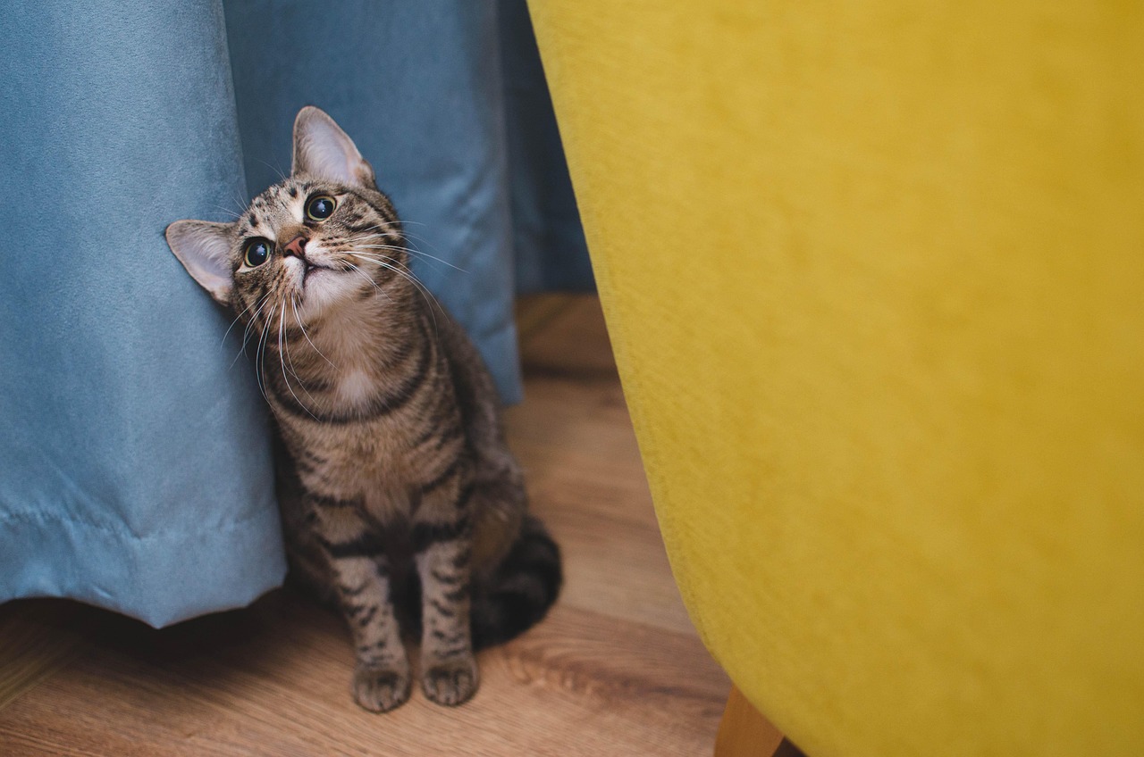 고양이, 반려동물 (출처=PIXABAY)