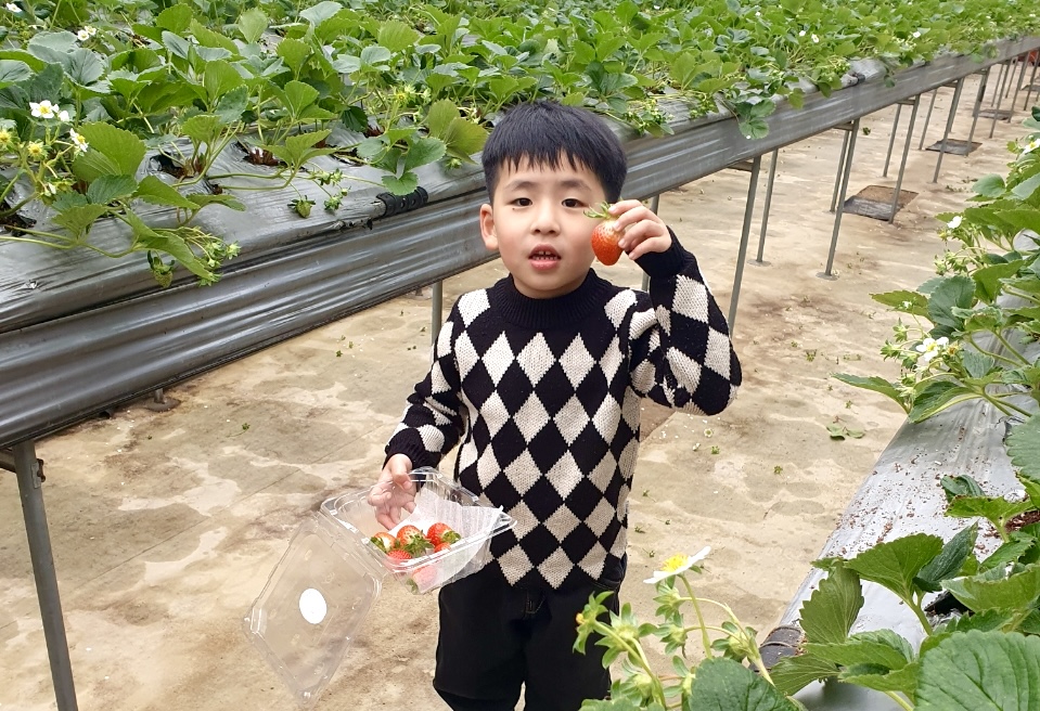 켄싱턴리조트 설악밸리·설악비치 딸기 농장 체험 테마 (출처=이랜드파크)